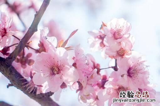 桃花的花期通常在几月 桃花几月开花?花期多长?