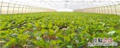 宝珠梨原产地种植保护的措施 宝珠梨树苗