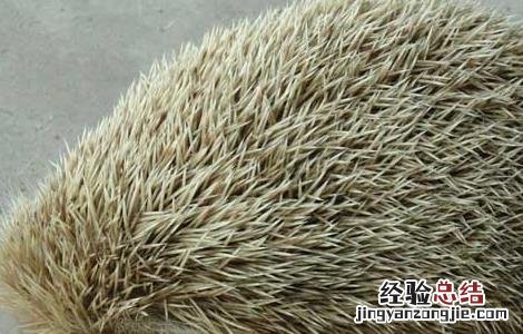 刺猬皮的功效与作用
