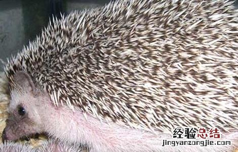 刺猬皮的功效与作用