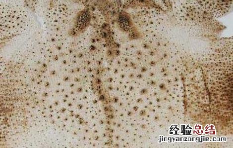 蟾衣的功效与作用与主治 蟾衣的功效与作用