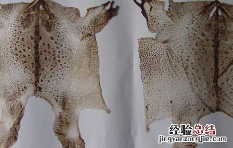 蟾衣的功效与作用与主治 蟾衣的功效与作用