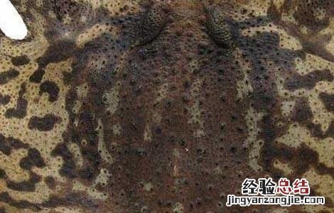 蟾衣的功效与作用与主治 蟾衣的功效与作用