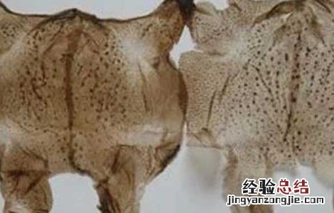 蟾衣的功效与作用与主治 蟾衣的功效与作用