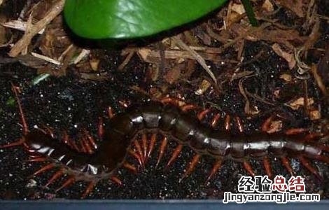 蜈蚣泡酒的功效
