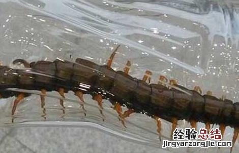蜈蚣泡酒的功效