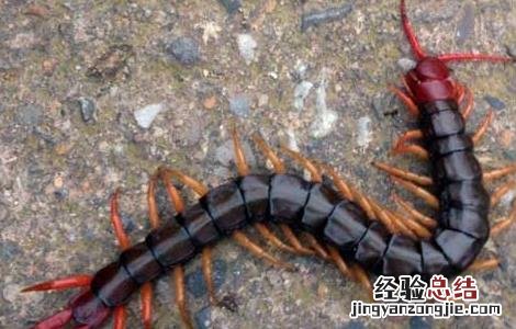 蜈蚣泡酒的功效