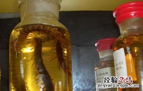 蜈蚣泡酒的功效