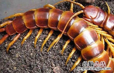 蜈蚣泡酒的功效