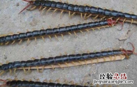 蜈蚣泡酒的功效