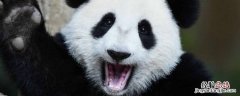 大熊猫玩什么 国宝大熊猫玩什么
