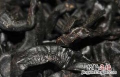 水蛭的药用价值 水蛭的药用价值和功效