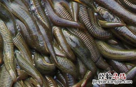 水蛭的药用价值 水蛭的药用价值和功效