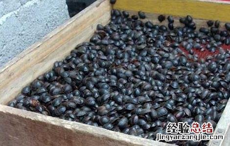 土元的药效 土元的药用价值