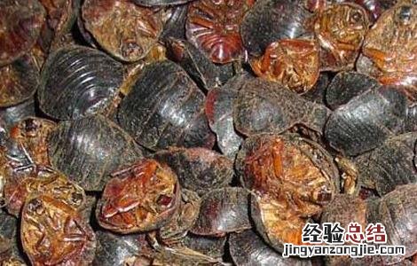 土元的药效 土元的药用价值