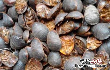 土元的药效 土元的药用价值
