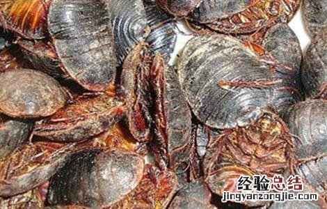 土元的药效 土元的药用价值