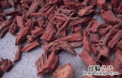 丹参泡水喝的功效与作用禁忌 丹参泡水喝的功效