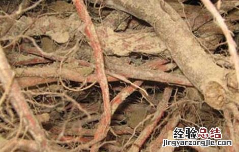 丹参泡水喝的功效与作用禁忌 丹参泡水喝的功效