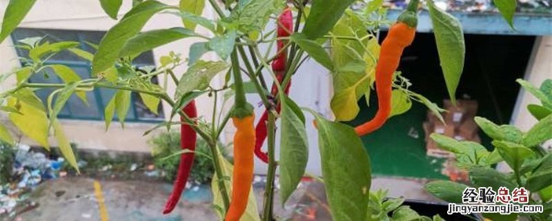 辣椒多结果用什么肥 辣椒施什么肥结果多和大