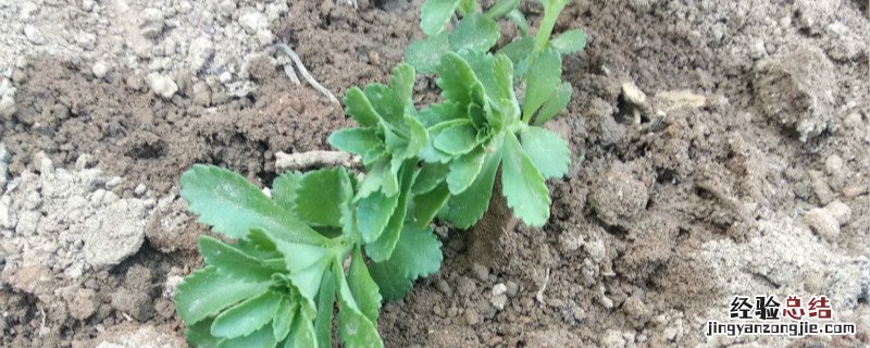 种菜可以用速效复合肥吗 速效复合肥可以种菜吗