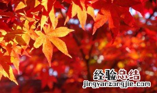 秋天用英语怎么读 秋天的英语是什么