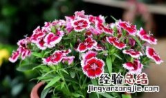 石竹的营养价值 石竹子的作用