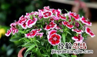 石竹的营养价值 石竹子的作用