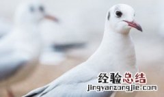 鸽子怎么腌渍烤的好吃 鸽子怎样腌制才烤着好吃