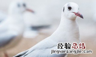 鸽子怎么腌渍烤的好吃 鸽子怎样腌制才烤着好吃