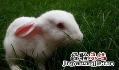 小兔子怎么养才不容易死掉 养什么兔子不容易死