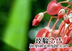 竹节海棠花养殖方法及栽培注意事项 竹节海棠的养殖方法和注意事项