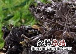 女人吃紫菜的好处 女人吃紫菜有什么好处