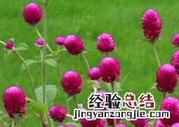 千日红图片 千日红图片 功效