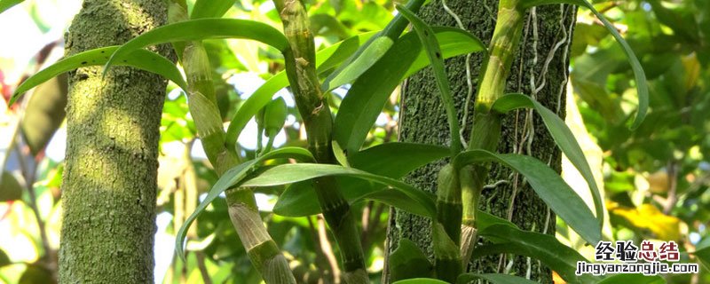 新鲜石斛发芽了怎么种植 石斛发芽了怎么种植