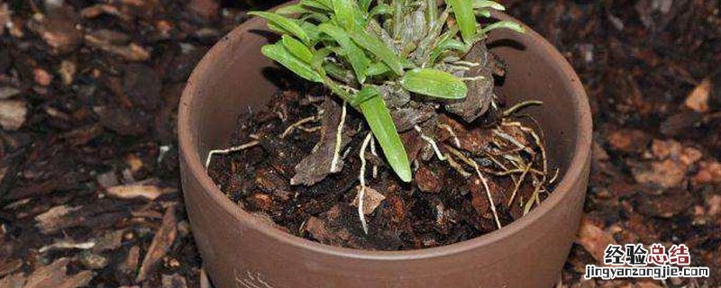 石斛裸根好成活吗 裸根石斛怎么种