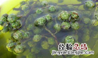 花椒粥 花胶粥的功效和作用