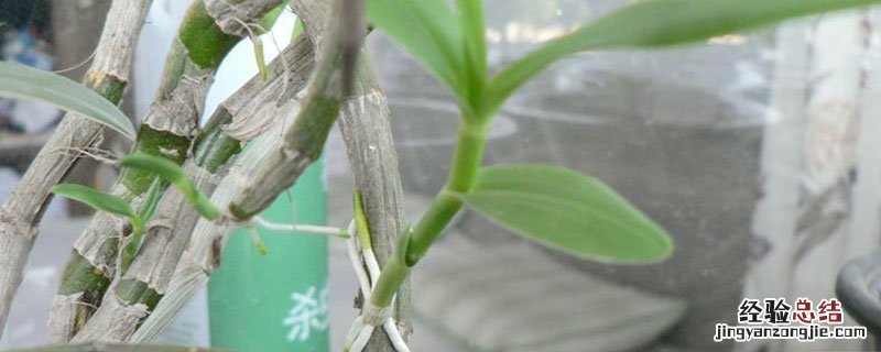 石斛为什么长在石头上 石斛为什么会在上面长出根
