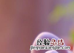 桃美人的养殖方法和注意事项 桃美人植物养殖技巧