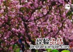 垂丝海棠图片欣赏 垂丝海棠图片