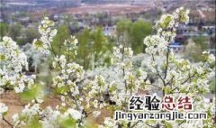锦州梨花是什么季节开的 锦州梨花节具体地址
