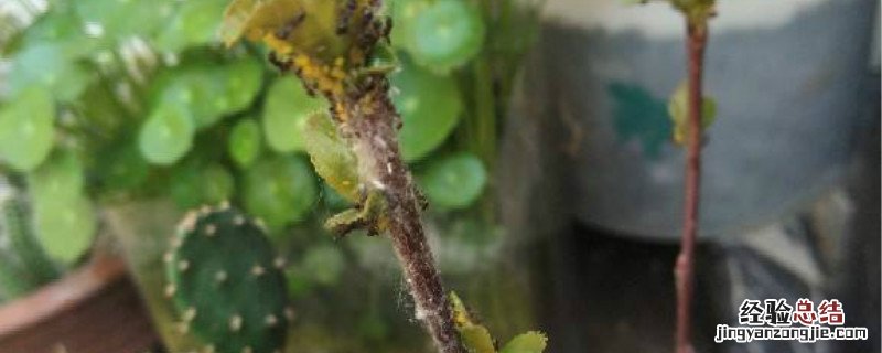 氯氰菊酯能杀地下害虫吗 氯氰菊酯能杀地下虫吗
