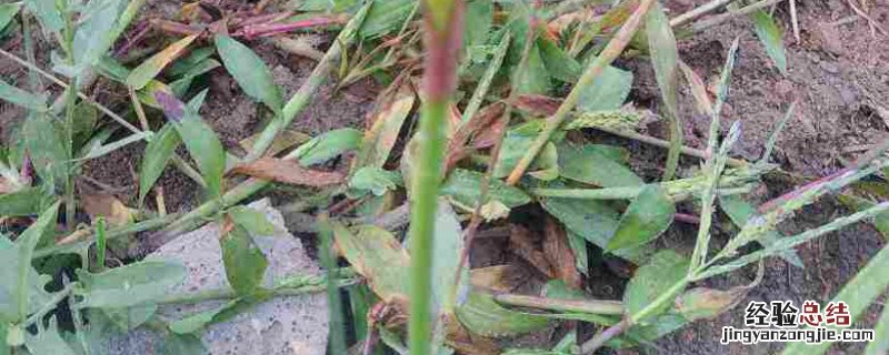 苗后除草剂能配农药吗 苗后专用除草剂打什么农药