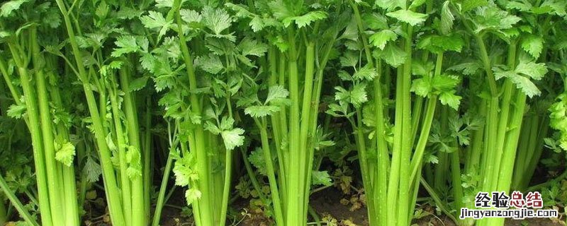 芹菜用肥禁忌 芹菜不能用什么肥料