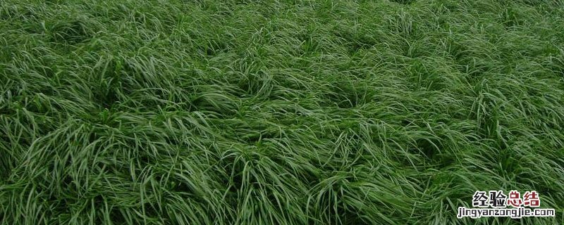 适合北方种植的牧草 最适合北方种植的牧草