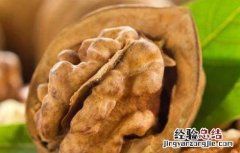 核桃分心木的功效与作用及食用方法 核桃分心木的功效与作用