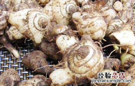 白芨粉的功效与作用及食用方法 白芨粉的功效与作用及禁忌