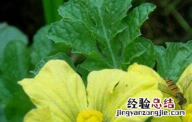 西瓜花的功效与作用是什么 西瓜花的功效与作用