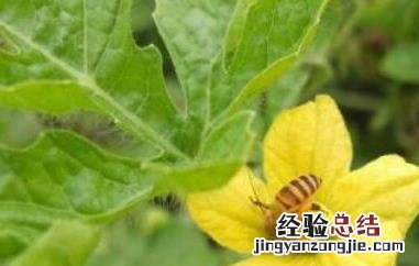 西瓜花的功效与作用是什么 西瓜花的功效与作用