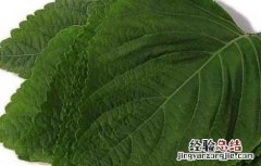 苏子的功效与作用 苏子叶的功效与作用